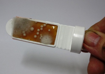 Mould appears as furry colonies